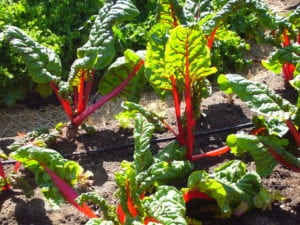 Gardening 101: growing fruits and vegetables to plant now!