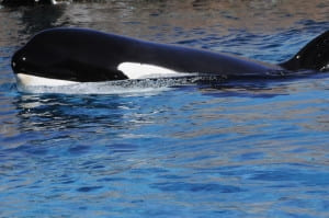 Seaworld ends captive breeding, but is it enough?