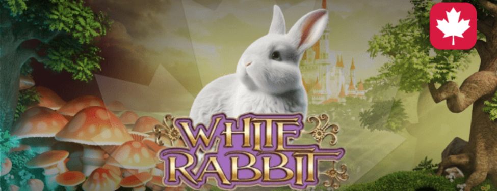 White Rabbit